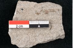 Foto (Detailansicht) von Puccinites zosterae Ettingshausen (NHMW-GEO-2024-0188-6631)